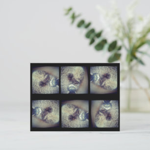 Cat Collage von Shirley Taylor Postkarte