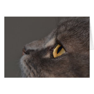 Cat Eye-Macro par Shirley Taylor