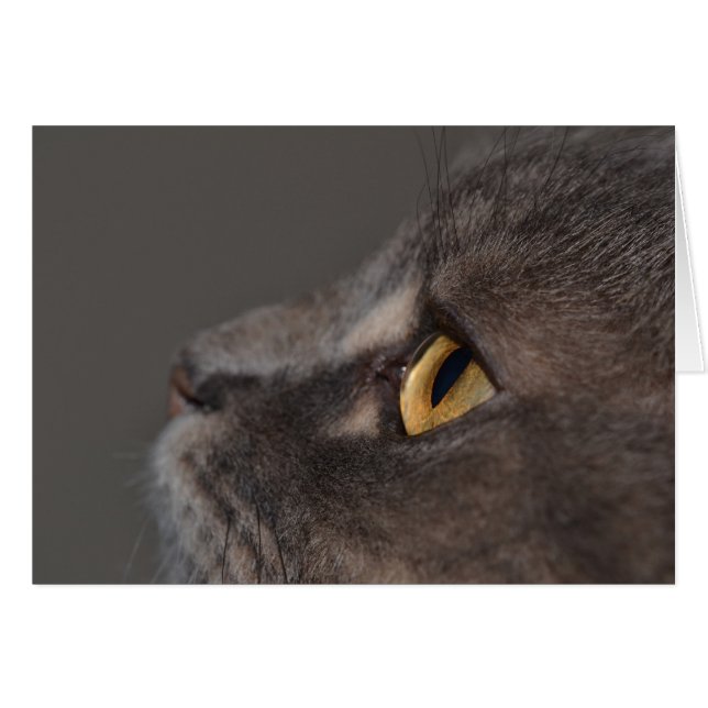 Cat Eye-Macro von Shirley Taylor (Vorderseite (Horizontal))