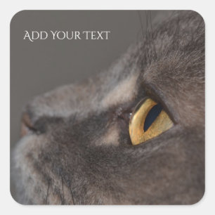 Cat Eye-Macro von Shirley Taylor Quadratischer Aufkleber