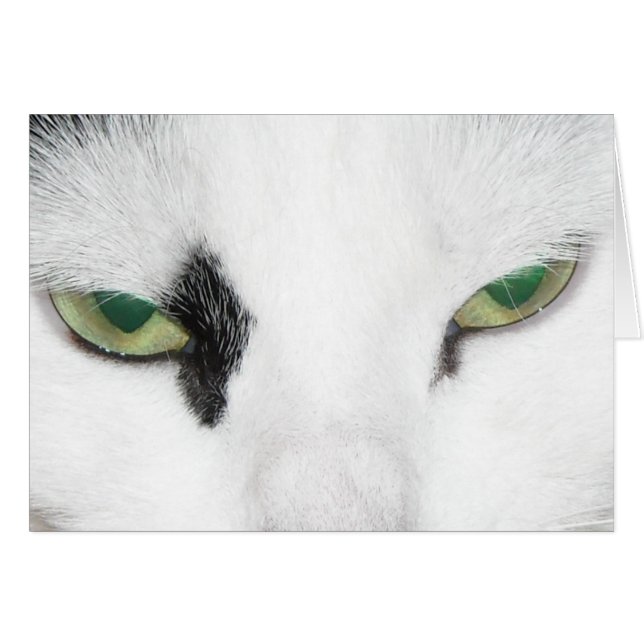 Cat Eyes (Vorderseite (Horizontal))