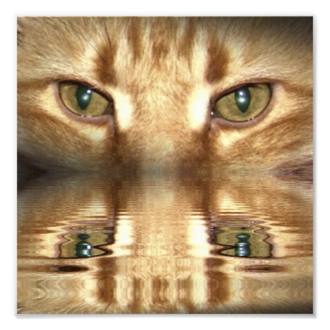 Cat Eyes Fotodruck (Vorne)