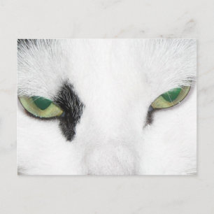 Cat Eyes Postkarte