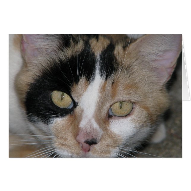 Cat Face (Vorderseite (Horizontal))