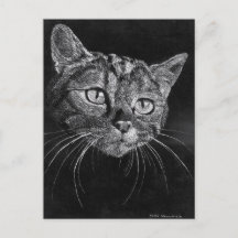 Cat Face Postcard