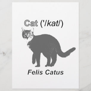 Cat Felis Catus