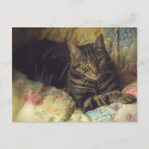 Cat Fine Art Foto Postkarte
