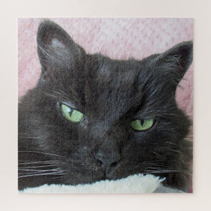 Cat Foto