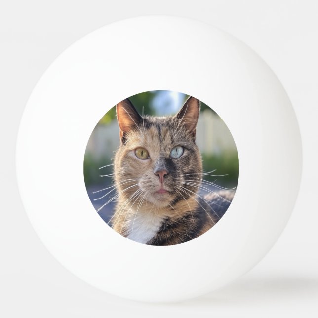 Cat-Foto anpassen hinzufügen Tischtennisball (Vorderseite)