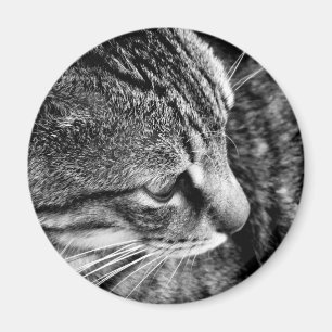 Cat Foto Magnet