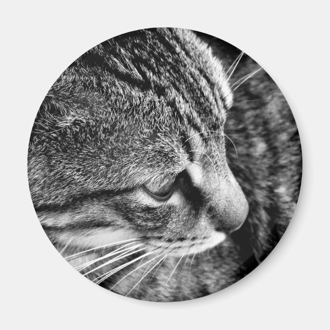 Cat Foto Magnet (Vorne)