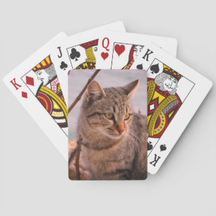 Cat Foto Spielkarten