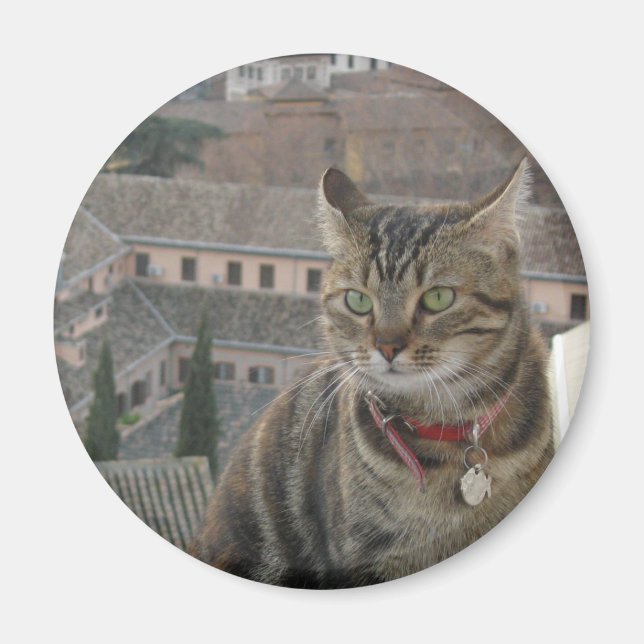 Cat Foto Standard, 5,7 cm Magnet (Vorne)