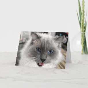 Cat Grußkarte Karte