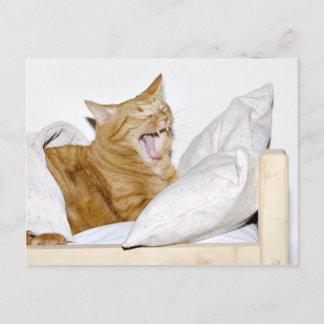 Cat hasst Morgens Postkarte