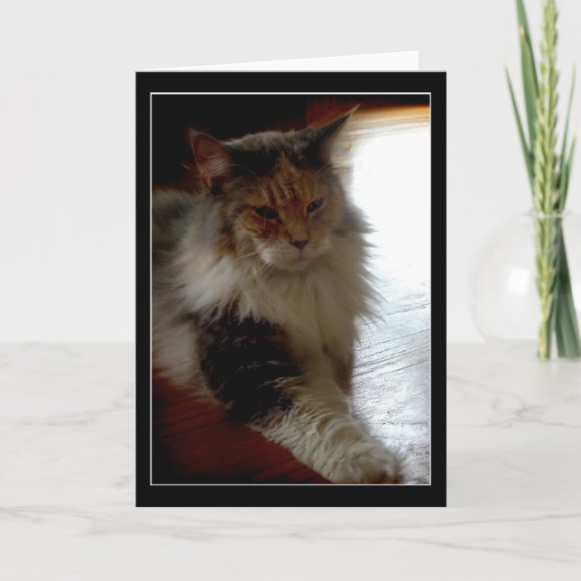 Cat in sonnigen Fenster Foto Grußkarte Karte (Vorderseite)