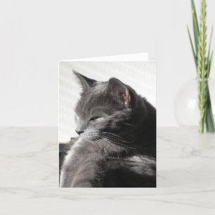 Cat in Sun Note Card Karte