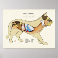 Cat Internal Digestive Anatomy Veterinary Chart