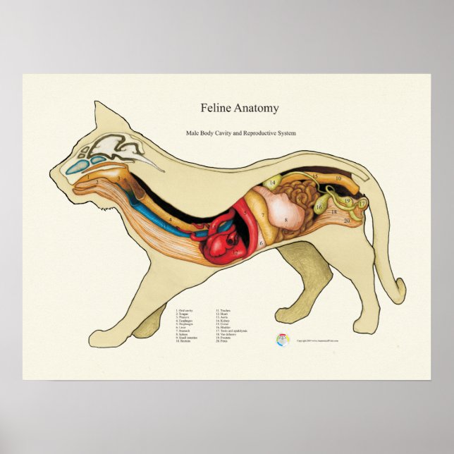 Cat Internal Organ Anatomy Veterinary Chart Poster (Vorne)