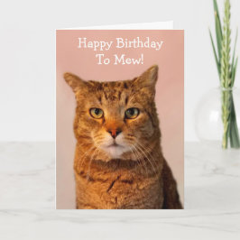 Cat Jokes Funny Birthday Karte