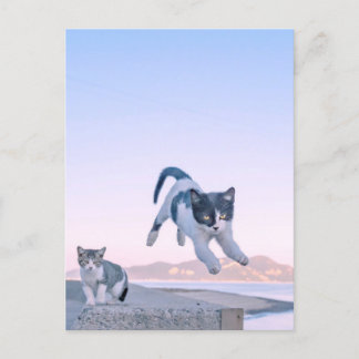 cat jump postcard postkarte