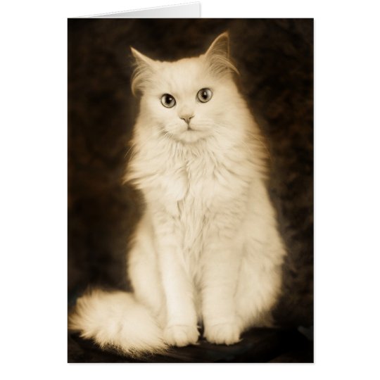 CAT KARTE