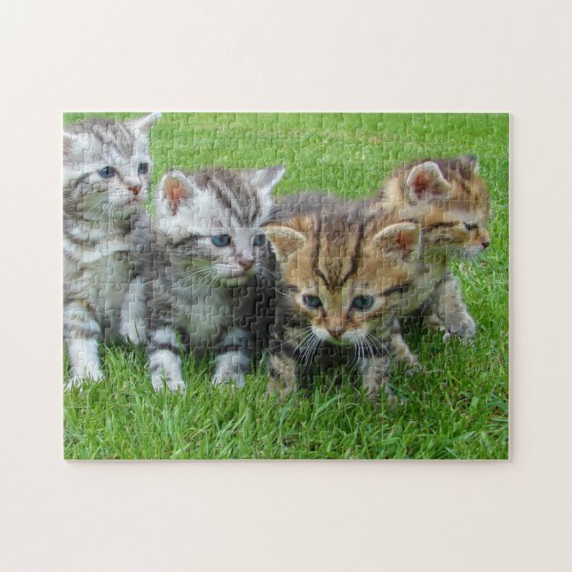 Cat Kitten Fotografie Animal Pic Cat Fotograf (Horizontal)