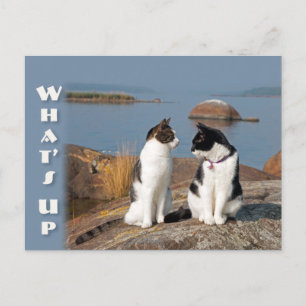 Cat-Konversation Postkarte