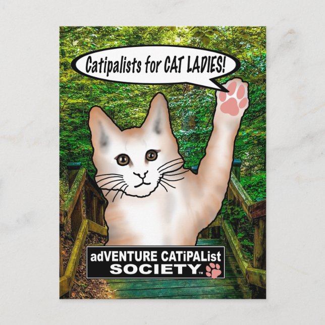 Cat Ladys Cat Postcard Postkarte (Vorderseite)