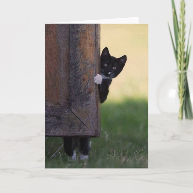 Cat leere Karte - Beileid, danke, Geburtstag! (Vorderseite)
