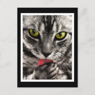 Cat Lick Postkarte