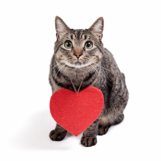 Cat-Liebe Freistehende Fotoskulptur (Vorne)