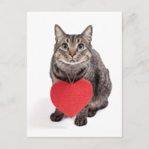 Cat-Liebe Postkarte
