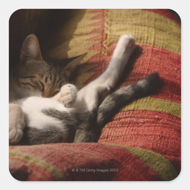 Cat Lounges Quadratischer Aufkleber (Vorderseite)