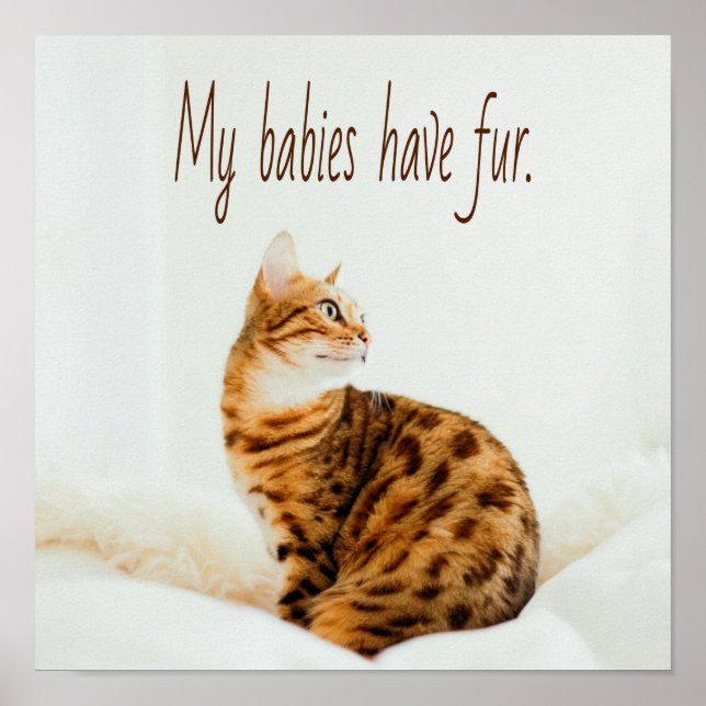 Cat Lover, Niedlich Kitten Meme, meine Babys haben Poster (Vorne)