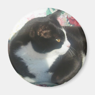 Cat Magmet Magnet