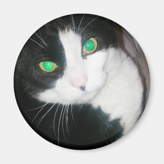 Cat Magnet