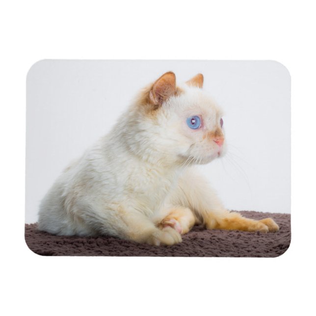 Cat Magnet 02 (Horizontal)