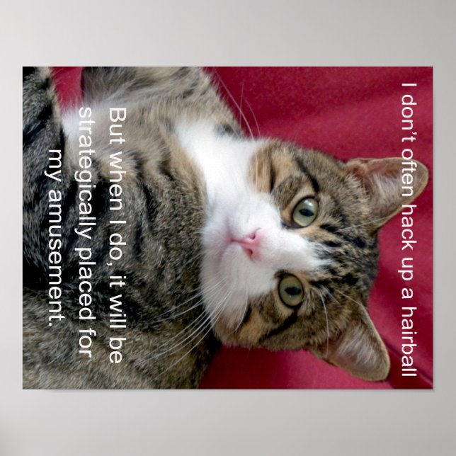 Cat Meme Poster (Vorne)