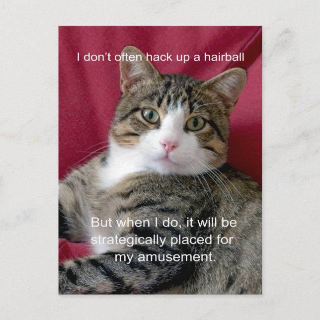 Cat Meme Postkarte (Vorderseite)