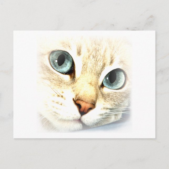 Cat mesmerEYES Postkarte (Vorderseite)