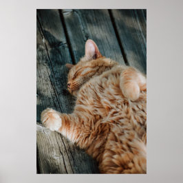 Cat Nap 11 Poster Premium Canvas (Gloss)
