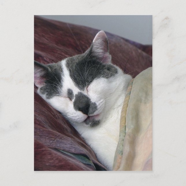 Cat Napping Postkarte (Vorderseite)