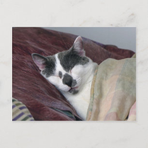 Cat Napping Postkarte