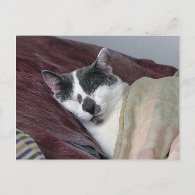 Cat Napping Postkarte (Vorderseite)