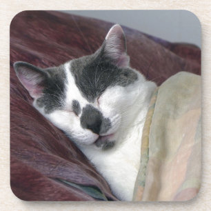 Cat Napping Untersetzer