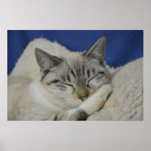 Cat Nickerchen 7 Poster Semi Gloss