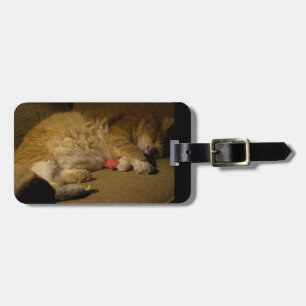 Cat Nickerchen Gepäckanhänger