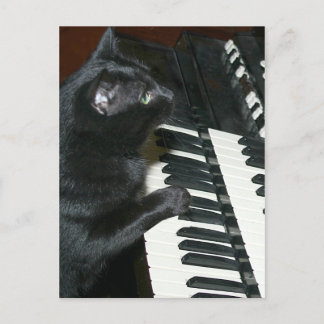 Cat Organ Erwägungsgrund Postkarte