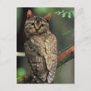 Cat Owl Postkarte